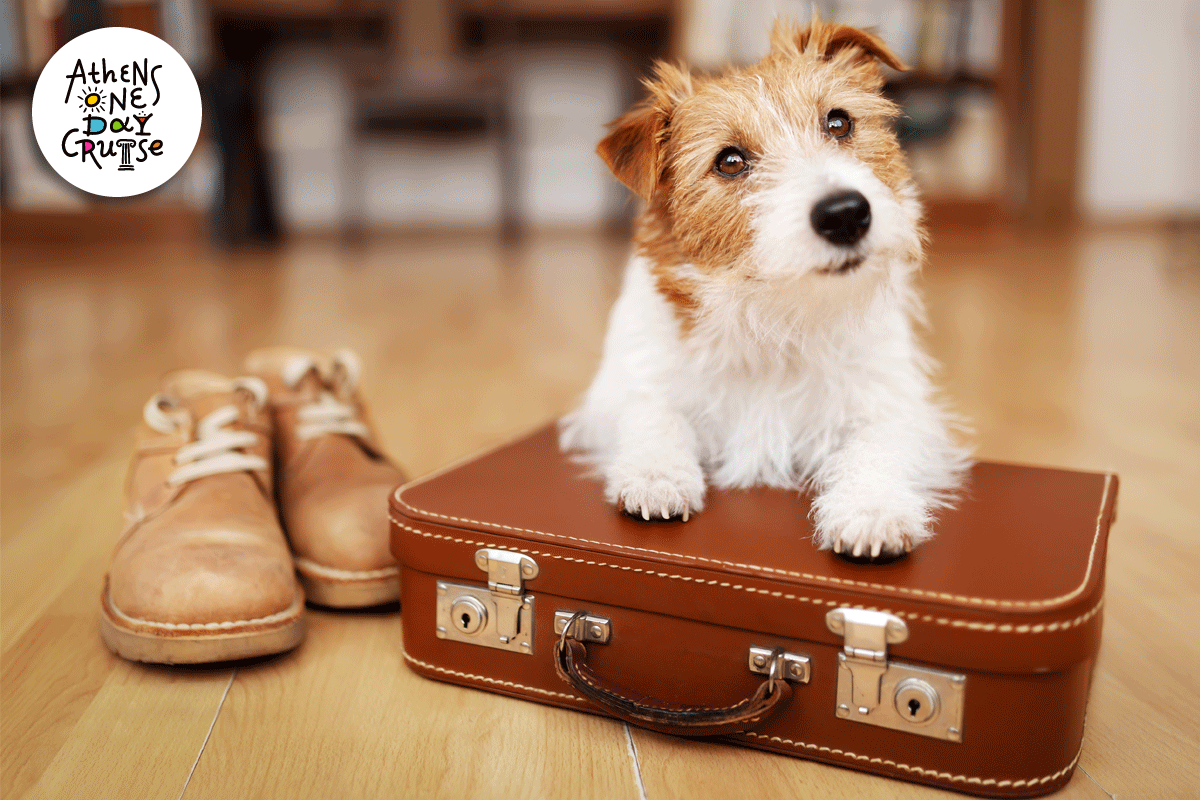 Pets on trips: Which ones are allowed? On which public transport?